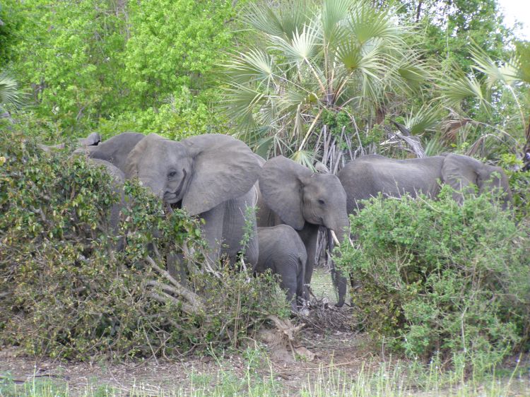 A herd of elephants behind a bush