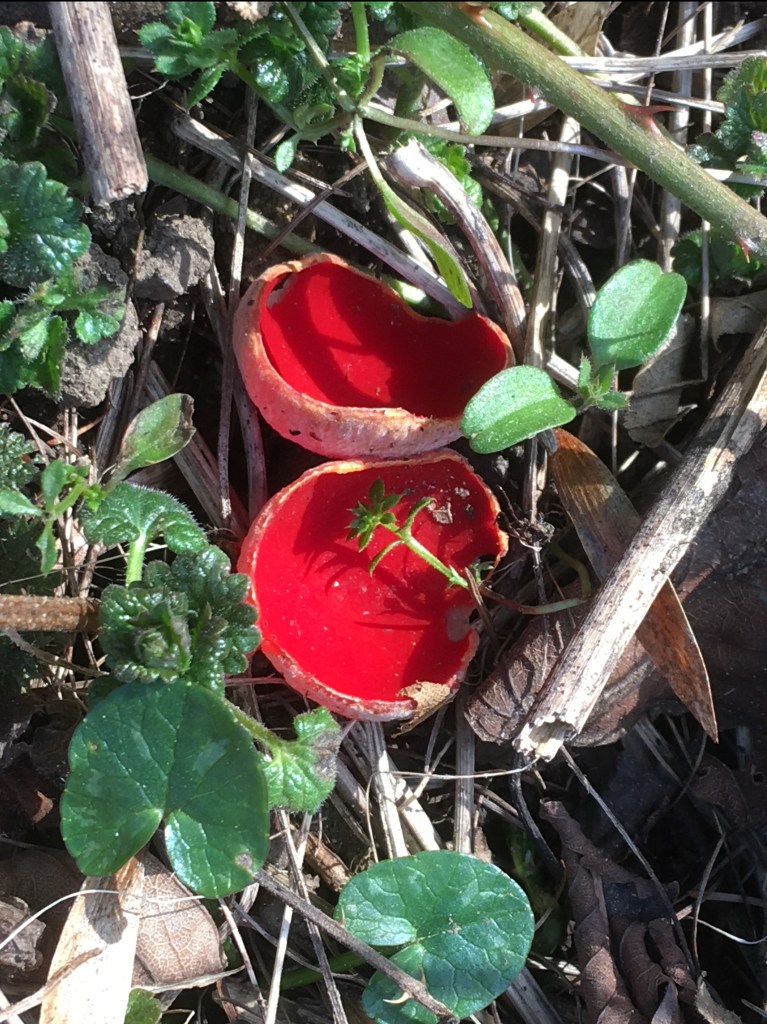 Bits of green leaf and a scarlet elf cap