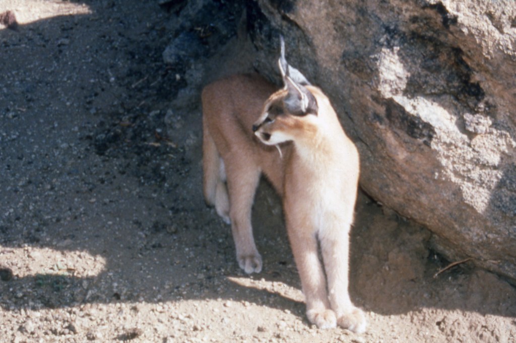 Caracal