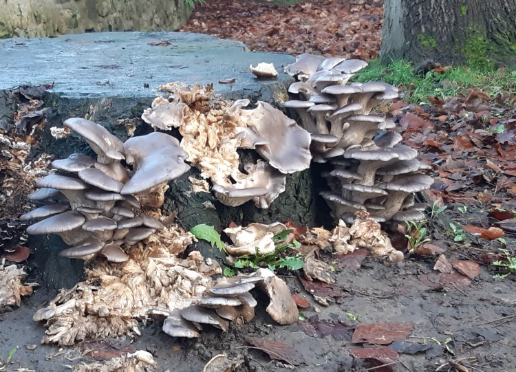 Grey Oyster Mushroom