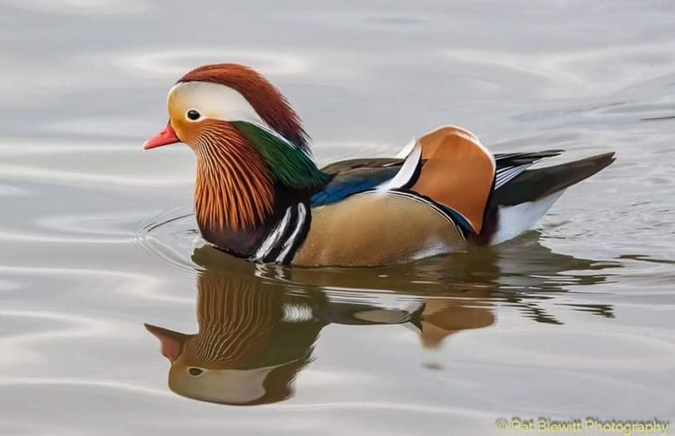 Mandarin drake