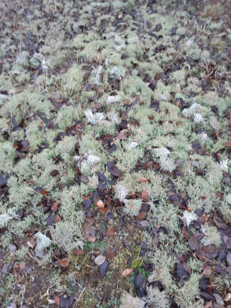 Cladonia lichen