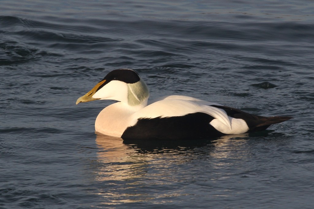 Eider male